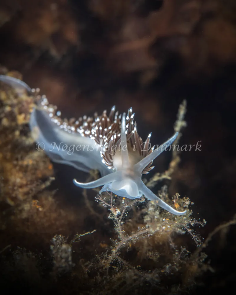 Coryphella verrucosa rufibranchialis - Natomolen, Femmøller Strand - Foto: Helene-Julie Zofia Paamand